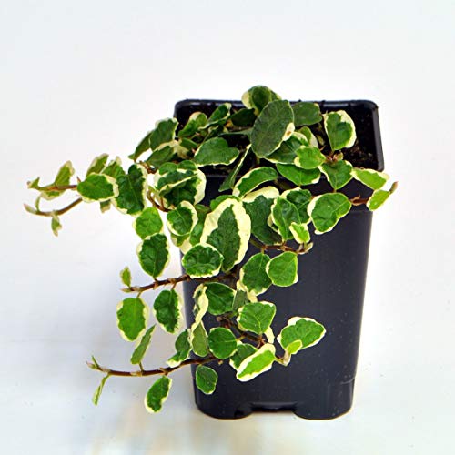 Ficus pumila, Variegated, Creeping Fig