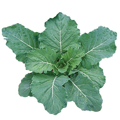 Burpee Collards Seeds 2000 seeds Pricepulse