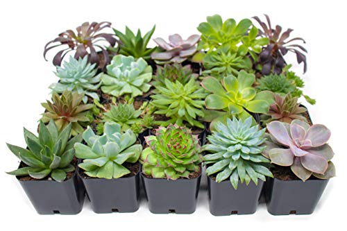 1 Succulent+Plants+Planter+Succulents+Pets