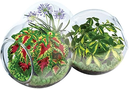 Miniature Hawaiian Rainforest Terrarium w/Lillies, Rainbow Plants And More