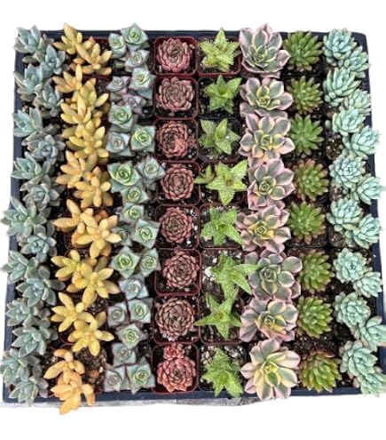 miniature faux succulents Artificial Cactus Houseplant - Medium (25
