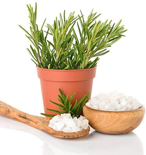Herb Garden Seed,Basil, Rosemary,Lemongrass, Parsley,Thyme Seeds for Planting (Basil) Hot Sales Perennial for Garden Happy Farm 100PCS (Rosemary)