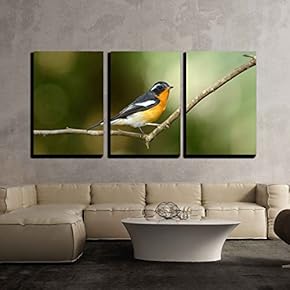 3 Piece Canvas Wall Art - Beautiful Male mugimaki Flycatcher (Ficedula mugimaki) Standing on Branch - Modern Home Art Stretched and Framed Ready to Hang - 16"x24"x3 Panels