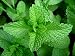 PEPPERMINT , HERB SEEDS HEIRLOOM, ORGANIC, NON GMO 100 PEPPERMINT SEEDS, DELICIOUS