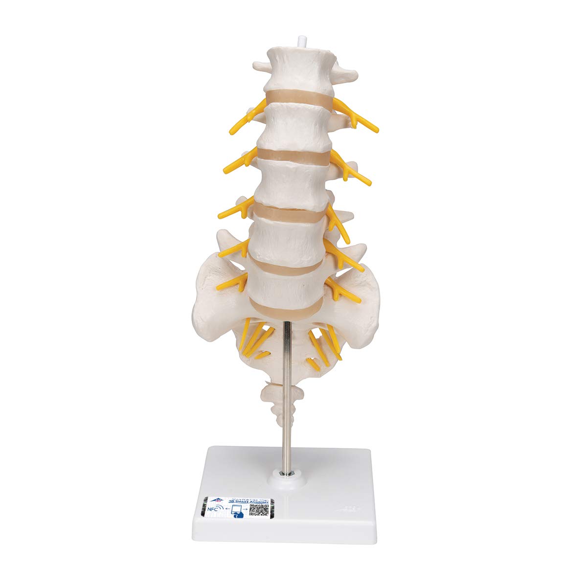 3B Scientific Lumbar Spinal Column + free anatomy software - 3B Smart Anatomy