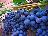 American Juice Table Grape 10 Seeds UPC
