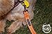 Buddy & Co. Nylon Dog Leash with Reflective Stitching for Nighttime Visibility (3/4-Inch Wide, 6ft Long) - Best for Small to Medium Dogs - Hot Orange Color