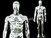 Chrome Male Mannequin - Full Body Chrome Male Mannequin w/Removable Head - Base Included (#PS-SM1SCEG)
