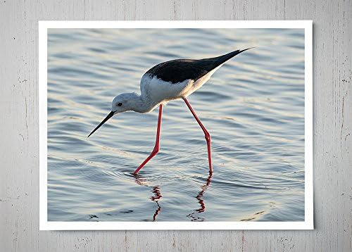 Black Winged Stilt - Wildlife Photograph
