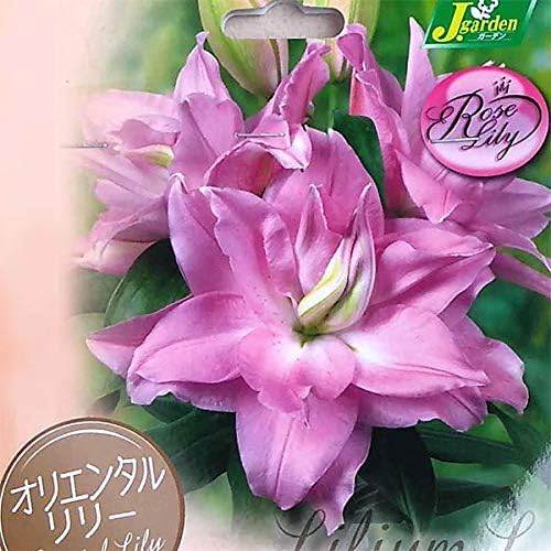 Amazon Co Jp 八重咲きオリエンタルリリー エデューシャ1球入 2個セット 百合の球根 豪華な大輪咲きのゆり Home Kitchen