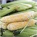160 Seeds, Sweet Corn"Butter & Sugar" (Zea mays) Seeds by Seed Needs primary