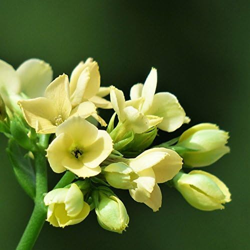 Mytree Yellow Baby Tuberose, Single Form - Luscious Fragrance