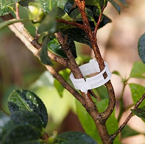Winmany 100 Pcs Garden Plant Clips for Tomatoes - Connect Plants, Twines, Trellis, Cages, Climbing Plants and Vegetables - Image 5