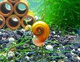 SoShrimp 5 Ramshorn Snails Algae Eater Live Freshwater Aquarium Snail -1/8 to 1/2 inch Long