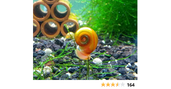 10 Ramshorn Escargots Algues Eater Live Aquarium D Eau Douce D Escargot 1 8 Vers 1 5 1 Cm De Long Par Soshrimp Amazon Ca Animalerie