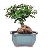 Brussel's Gensing Grafted Ficus Bonsai