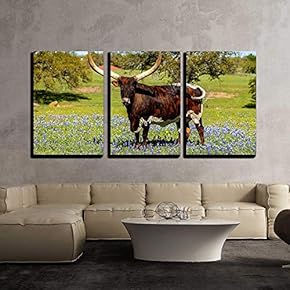 a Beautiful Watusi Longhorn Mix Bull Standing Proud...