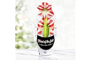 HOLLAND BULB FARMS Super Star Potted Amaryllis – Gift Ready, Includes Bulb, Soil & Container