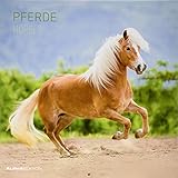 Pferde 2020 Broschürenkalender by 