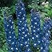 Delphinium Blue Bird- Known As "The Blue Bird" Majestic and Often Towering, It's a Crown Jewel in Any Garden. Tall Spikes Attract Hummingbirds and Butterflies. Approximately 25 Seeds