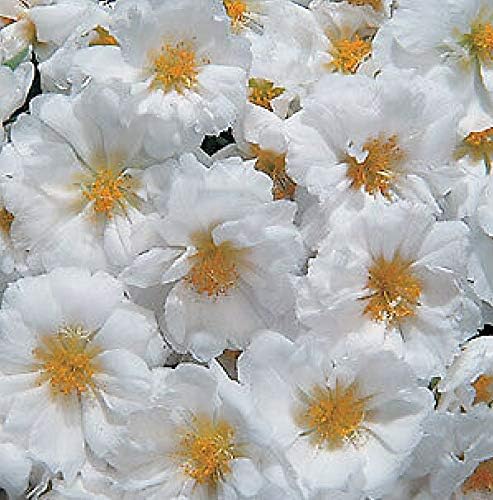 Portulaca Sundial White Annual Flowers Seeds 2.000 Pcs an