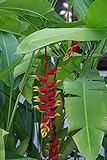 Live Red Lobster Claw Heliconia Rhizomes (Heliconia Rostrata)