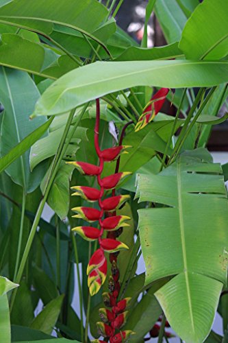 Live Red Lobster Claw Heliconia Rhizomes (Heliconia Rostrata) Live Red Lobster Claw Heliconia Rhizomes (Heliconia Rostrata)