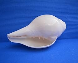 Original Blowing Shankh (VAMAVARTI BAJNEWALA) Conch