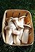 King Oyster Mushroom (Pleurotus eryngii) Mycelium Spawn Dried Seeds (25g) by Mycelium plus