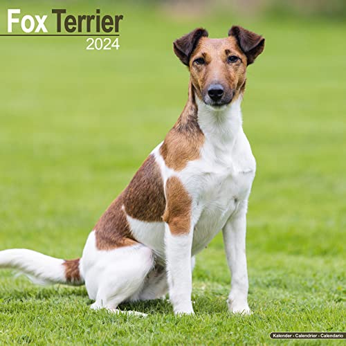 Fox Terrier Calendar - Dog Breed Calendars - 2023 - 2024 wall calendars - 16 Mo…