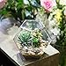 NCYP Small Silver Glass Geometric Terrarium for Succulents Air Plants, 6.89 x 6.89 x 5.9 Inches, Indoor Home Garden Planter Pot, Tabletop Decor Centerpiece, Handmade (Only Terrarium)