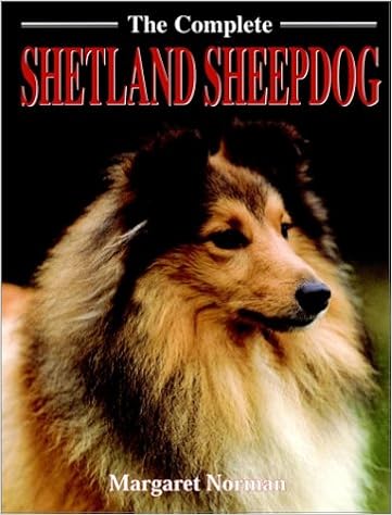 akc marketplace shelties