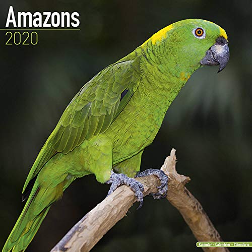 Amazon Parrot Calendar - Parrot Calendar - Bird Calendars - Calendars 2019 - 2020 Wall Calendars - M by