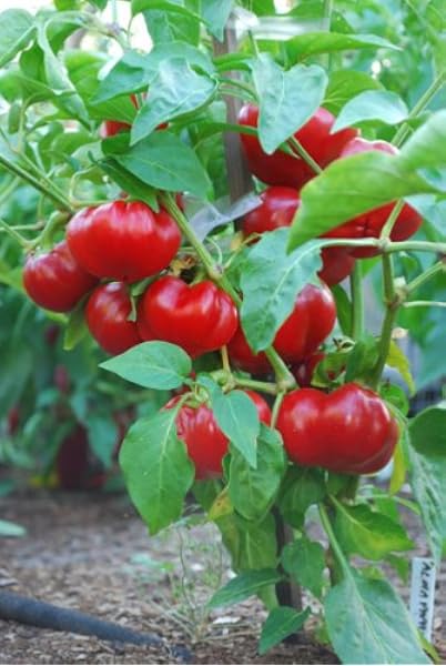 Download Amazon Com Alma Paprika Pepper 30 Seeds Chile Pepper Plants For Android Get Wallpaper Amazon Com Alma Paprika Pepper 30 Seeds Chile Pepper Plants Free