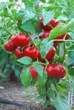 Alma Paprika Pepper 30+ Seeds