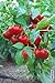 Alma Paprika Pepper 30+ Seeds