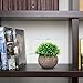 ODOM Small Fake Plants Bathroom Decor, 2 Pcs Mini Artificial Plants in Pots Indoor, Faux Potted Plants Plastic Greenery for Farmhouse Home Shelf Living Room Office Desk Bedroom Table Decorations