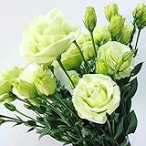 Lisianthus Seeds 50Pcs,Eustoma Fllower Seeds Plants