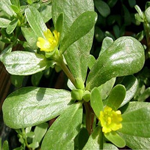 Purslane- 200 Seeds