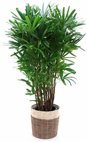 観音竹 カンノンチク 10号鉢 Anadis Nl