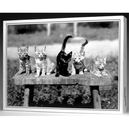 The Nice Card Company Meow 500 Piece Jigsaw Puzzle