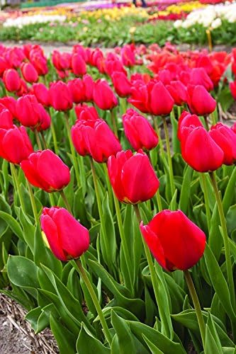 SILKSART 25 Red Tulip Bulbs early bloom Perennial Bulbs for Garden Planting Beautiful Flower--SHIPPING NOW!!!