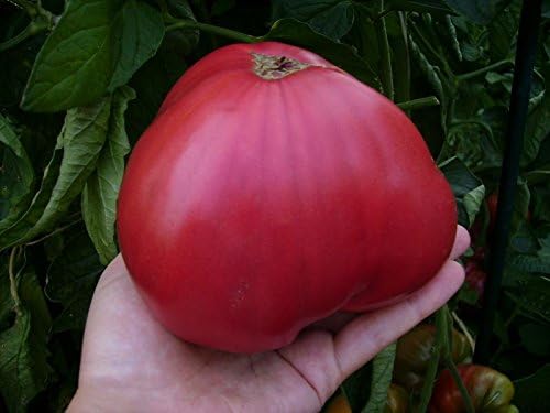 Seeds Organic Heirloom Tomato Pink Honey Sweet from Ukraine 0.1 Gram 45 Seeds