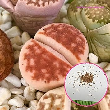 Amazon リトープス メセン 種10粒 多肉植物 レッドトップ 草