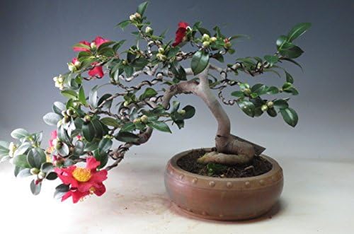 Amazon 盆栽 花芽付き 山茶花 サザンカ 十二ひとえ の鉢植え盆栽 現品 現在 開花中 11 27 ヴェールモア 観葉植物 通販