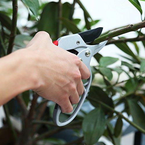 Sharp 8-inch Garden Ratchet Pruning Shears - Hand Pruners - Best Small Secateurs - High Carbon Steel Ultra Sharp Blade Bypass Effortless Cut - Professional Gardening Tools Ratcheting Pruner
