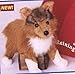 Sheba Collie