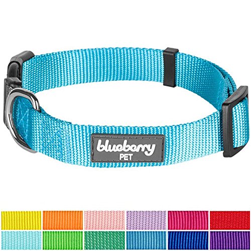 Blueberry Pet 12 Colors Classic Dog Collar, Medium Turquoise, Small