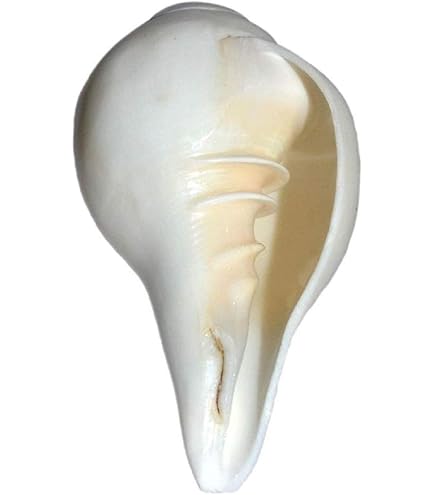 Amazon.com - White Puja Blowing Shankh Conch Shell Hindu Religion