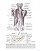 Clinically Oriented Anatomy, Fifth Edition
